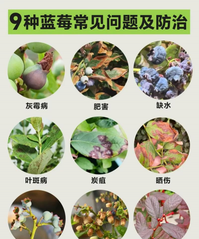 龙花怎么养，掌握关键技巧，轻松养出好状态