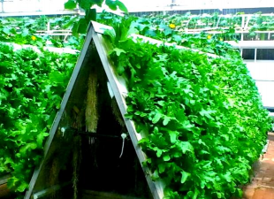 龙花怎么养，掌握关键技巧，轻松养出好状态