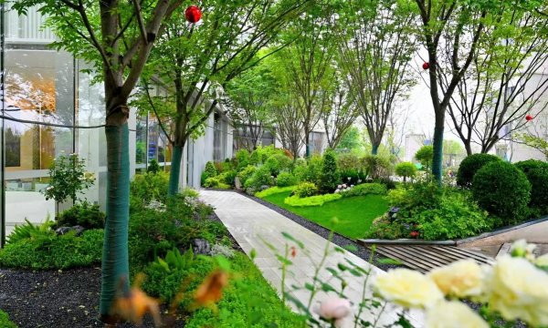 龙花怎么养，掌握关键技巧，轻松养出好状态