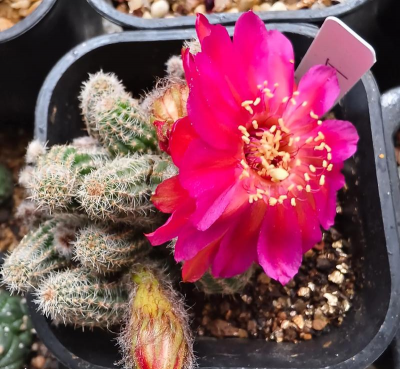 龙花怎么养，掌握关键技巧，轻松养出好状态