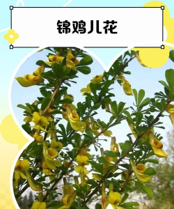 龙花怎么养，掌握关键技巧，轻松养出好状态