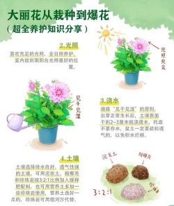 龙花怎么养，掌握关键技巧，轻松养出好状态