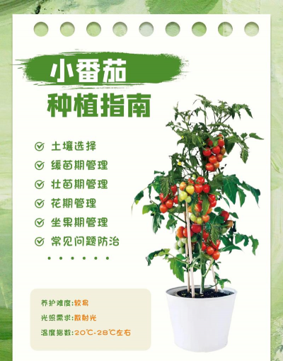 怎样栽培西红柿,掌握关键步骤,收获满园果实 怎样栽培西红柿,掌握关键步骤,收获满园果实