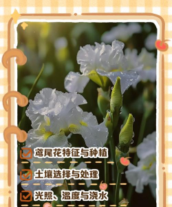 金钱树怎么栽培，掌握关键技巧，轻松养活它