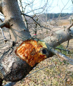 金钱树怎么栽培，掌握关键技巧，轻松养活它