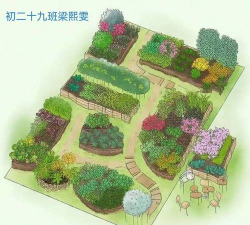 金钱树怎么栽培，掌握关键技巧，轻松养活它