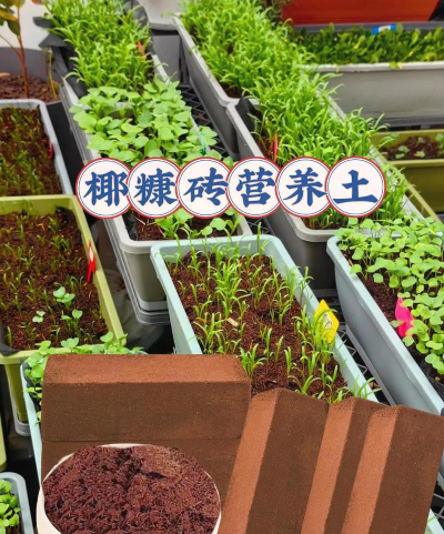 金钱树怎么栽培，掌握关键技巧，轻松养活它