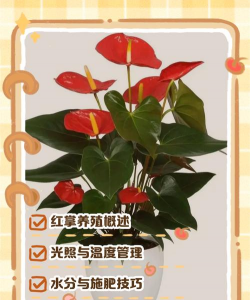 金钱树怎么栽培，掌握关键技巧，轻松养活它