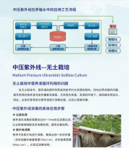 金钱树怎么栽培，掌握关键技巧，轻松养活它