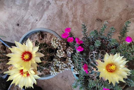 校园景观与绿化设计，提升学习环境，营造自然氛围