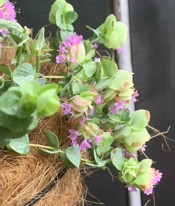 牛至花怎么养，轻松掌握技巧，新手也能养好