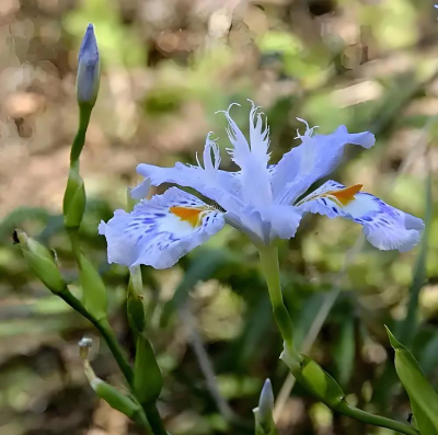 豆豉花怎么养，轻松上手，花开满盆