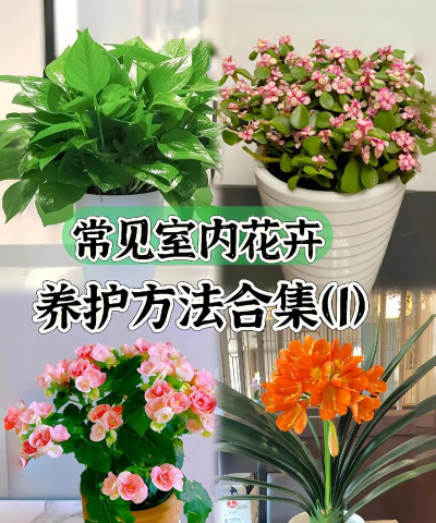 花怎么养绿,解决常见问题,分享实用技巧 花怎么养绿,解决常见问题,分享实用技巧