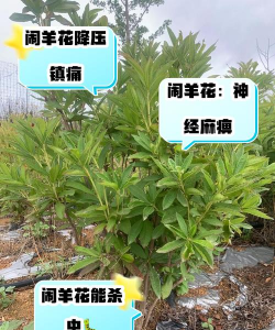 花怎么养羊,常见误区,实用方法 花怎么养羊,常见误区,实用方法