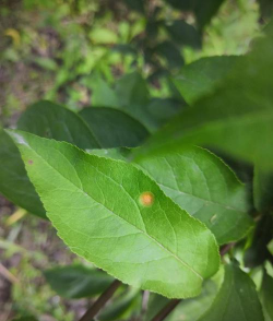 番茄树病毒防治，识别症状，科学应对