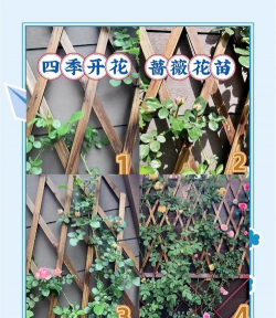 番茄树病毒防治，识别症状，科学应对