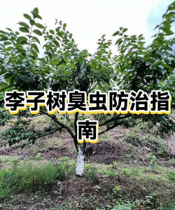 番茄树病毒防治，识别症状，科学应对