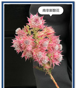 番茄树病毒防治，识别症状，科学应对