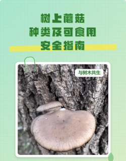 番茄树病毒防治，识别症状，科学应对