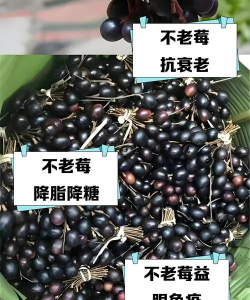 花楸有什么作用