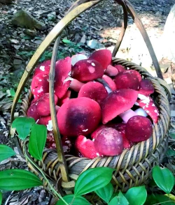 红菇栽培，掌握关键步骤，轻松收获美味