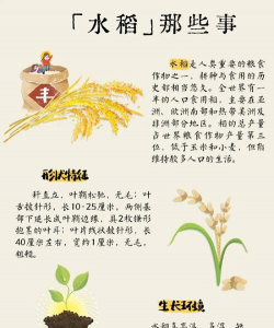 水稻高产栽培技术，掌握关键要点，实现增产增收