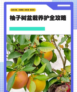 蓝雾花怎么养，掌握关键技巧，轻松打造梦幻花园