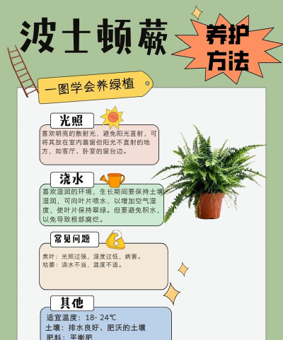 蓝雾花怎么养，掌握关键技巧，轻松打造梦幻花园