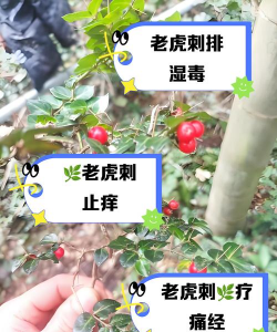 龙花怎么养，掌握关键技巧，轻松养出好状态