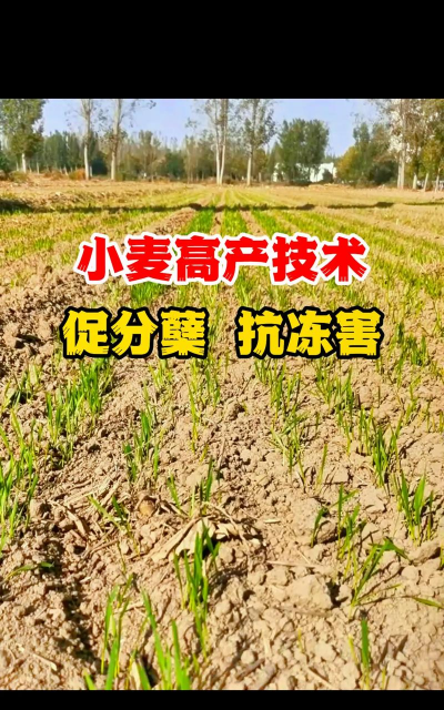 龙花怎么养，掌握关键技巧，轻松养出好状态