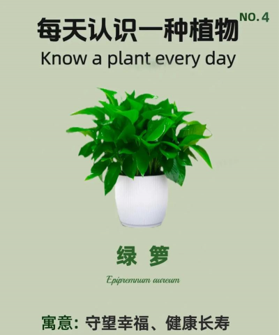 绿箩别名是什么