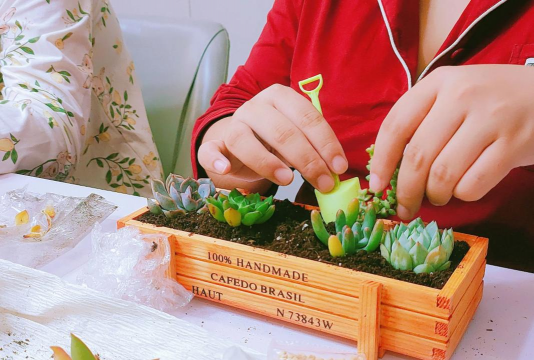 肉肉栽培,轻松上手,享受种植乐趣 肉肉栽培,轻松上手,享受种植乐趣