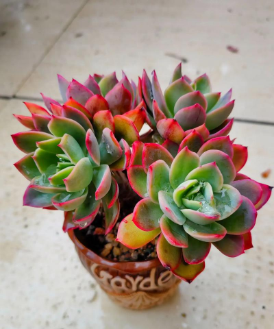 蓝雾花怎么养，掌握关键技巧，轻松打造梦幻花园