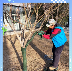 蓝雾花怎么养，掌握关键技巧，轻松打造梦幻花园