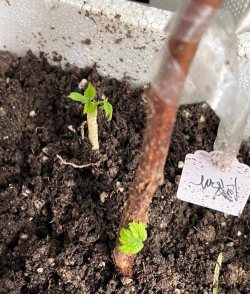 钟玲花怎么养，新手入门指南，轻松掌握养护技巧