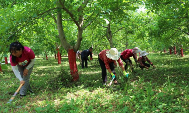 河边绿化设计方案，提升生态价值，打造宜居环境
