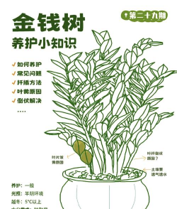 金钱树怎么栽培，掌握关键技巧，轻松养活它
