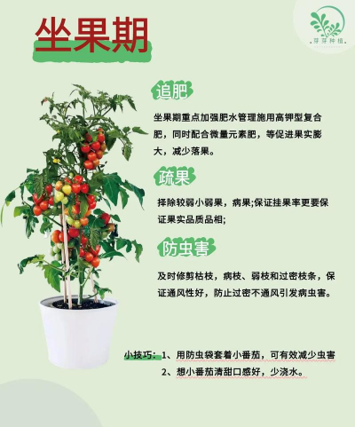 番茄栽培技术视频，新手入门指南，轻松掌握种植要点