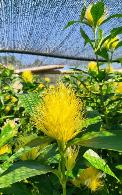 单瓣手球花怎么养，新手入门指南，轻松掌握养护技巧