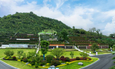 单瓣手球花怎么养，新手入门指南，轻松掌握养护技巧