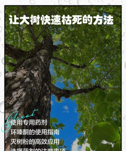 河边绿化设计方案，提升生态价值，打造宜居环境