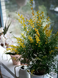 河边绿化设计方案，提升生态价值，打造宜居环境