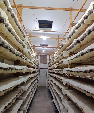 钟玲花怎么养，新手入门指南，轻松掌握养护技巧