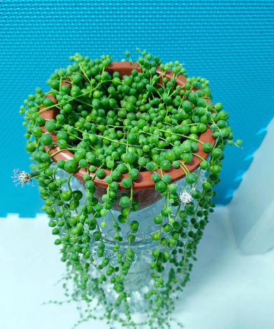 钟玲花怎么养，新手入门指南，轻松掌握养护技巧