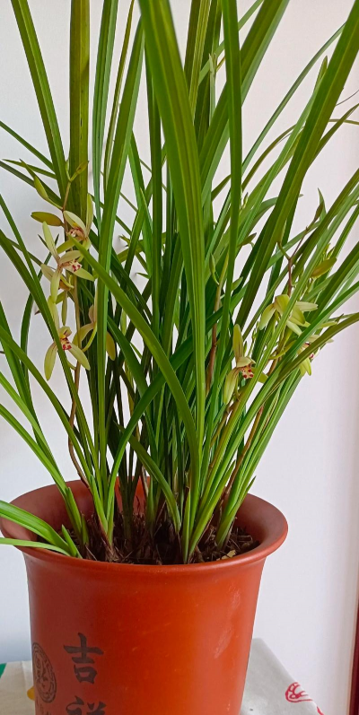 钟玲花怎么养，新手入门指南，轻松掌握养护技巧