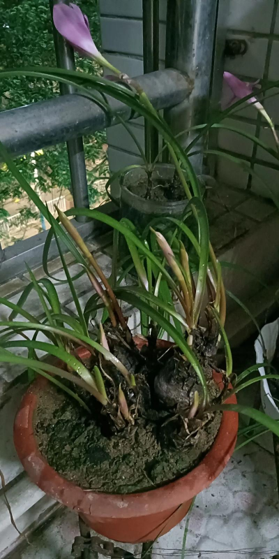 钟玲花怎么养，新手入门指南，轻松掌握养护技巧