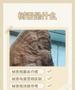 网上买了花应该怎么养，新手常见问题，实用养护指南