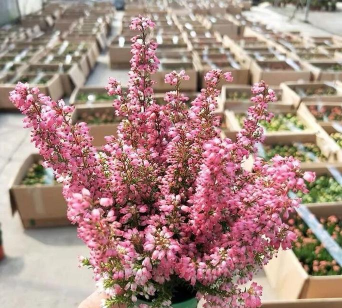 月季花应该怎么养，掌握关键技巧，轻松花开满园