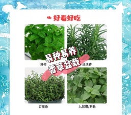 香草栽培,轻松上手,享受种植乐趣 香草栽培,轻松上手,享受种植乐趣