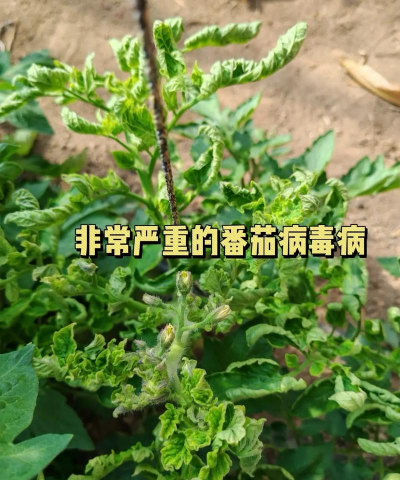 番茄树病毒防治，识别症状，科学应对